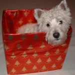 Estas Navidades que ni los Reyes Magos ni Papá Noel traigan animales de compañía.