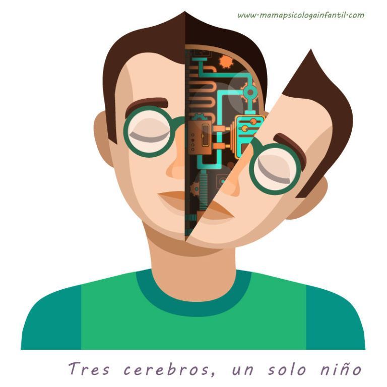 tres cerebros
