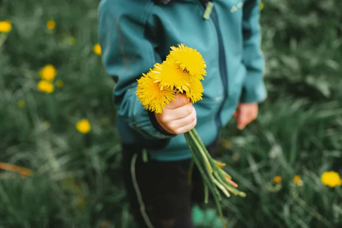 Niño pequeño sosteniendo en la mano un ramillete de flores amarillas de diente de león